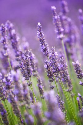 Lavander flowers